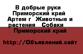 В добрые руки - Приморский край, Артем г. Животные и растения » Собаки   . Приморский край